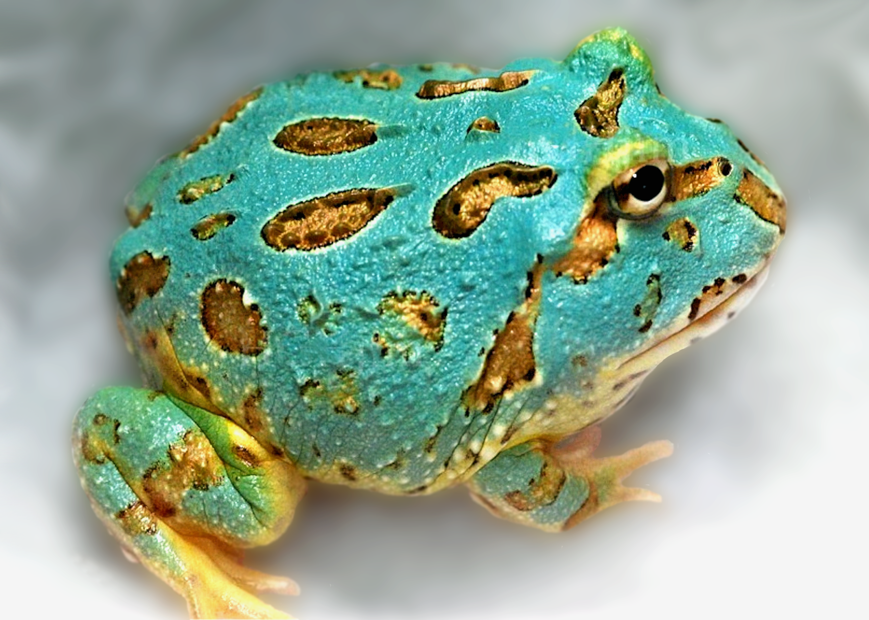 Repticon aqua frog